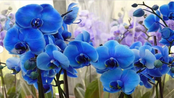 Sky Blue Orchid Flower Seeds for Planting, Fresh, 100 pcs