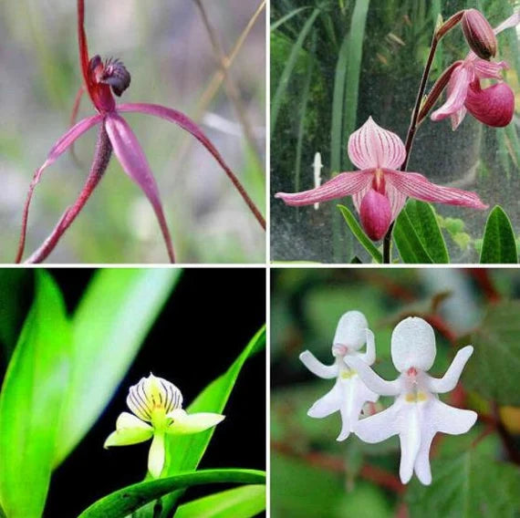 Baby Face Orchid Flower Seeds for Planting, 100 pcs