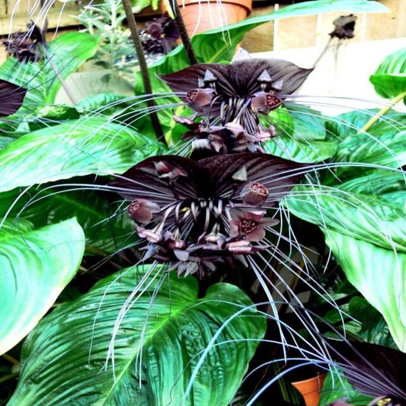 black orchid flower seeds Heirloom Non-GMO Black Butterfly Orchid Flower Seeds for Planting – Ra – Neeraseeds