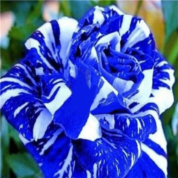 Tiger stripe blue Rose Flower Seeds for Planting - 100 pcs