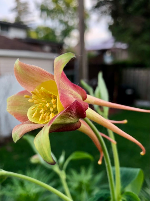 Red Aquilegia Canadensis Flower Seeds for Planting, 100 pcs