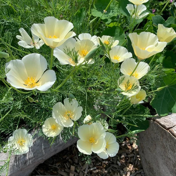 Hvide Eschscholtzia Jardim Blomsterfrø 100 stk