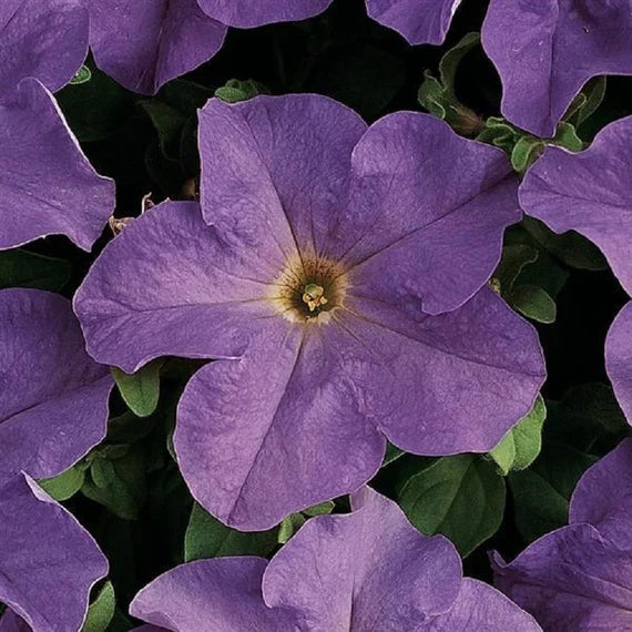 Petunia Blomsterfrø til Plantning Himmelblå 100 stk