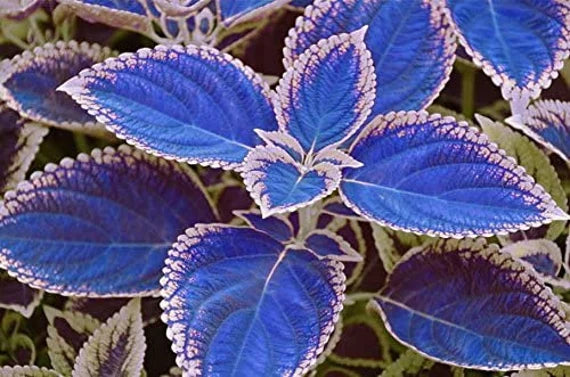 Heirloom Non-GMO Coleus Blumei Flower Seeds – Colorful Foliage Seeds for Planting, High Germination Organic Garden Seeds