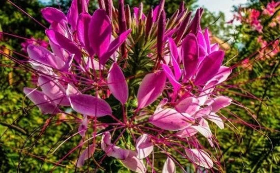 Pink Spiny Spiderflower frø til udplantning, 100 stk