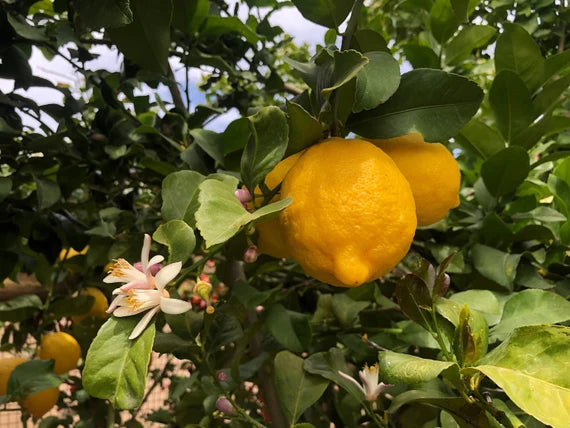 Lisbon Lemon Tree Seeds for Planting and Growing Fresh and Zesty Lemons at Home, Heirloom Seeds