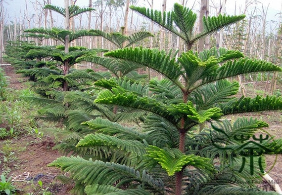 Grønne Araucaria plantefrø til udplantning - 100 stk