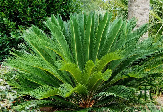 Grønne Cycas plantefrø til udplantning - 100 stk