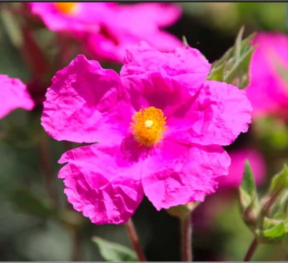 Cistus Creticus (Rockrose) Blomsterfrø til udplantning - 100 stk