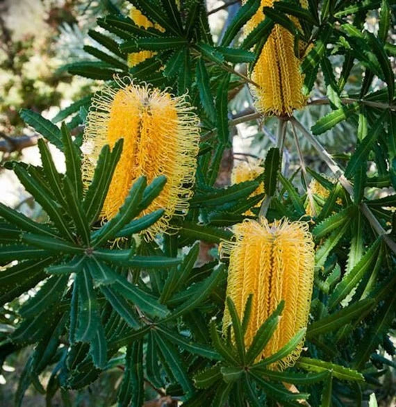 Yellow Banksia Plant Seeds for Planting, 100 pcs