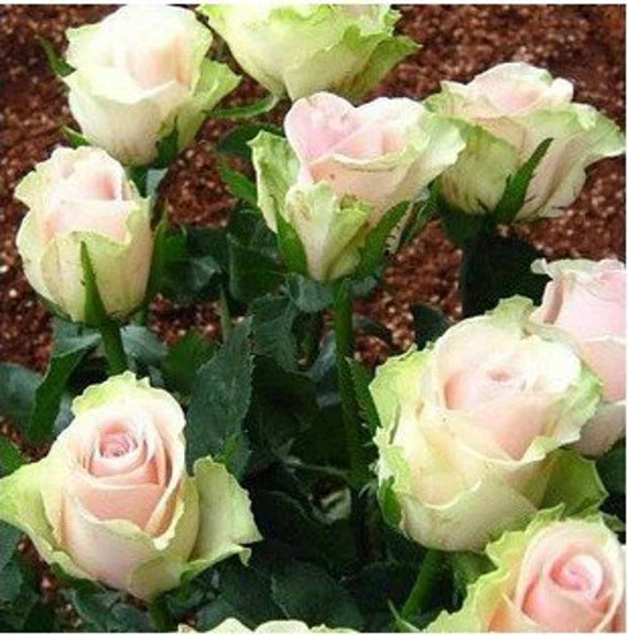 Green Pink Rose Flower Seeds for Planting, Fresh, 100 pcs