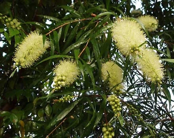 Light Green Callistemon Flower Seeds - 100 pcs