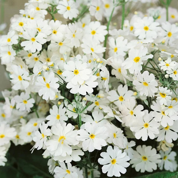 Hvid Gul Primula Malacoides Blomsterfrø - 100 stk