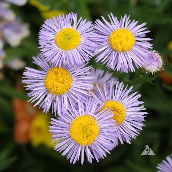 Purple Yellow Erigeron Flower Seeds for Planting - 100 pcs