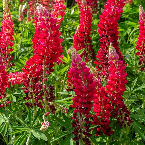 Red Russell Hybrid Lupines (Lupinus polyphyllus) Flower Seeds for Planting – Heirloom Garden Seeds