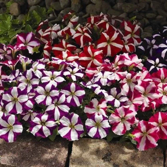 Petunia Blomsterfrø til Plantning Lyserød Hvid 100 stk