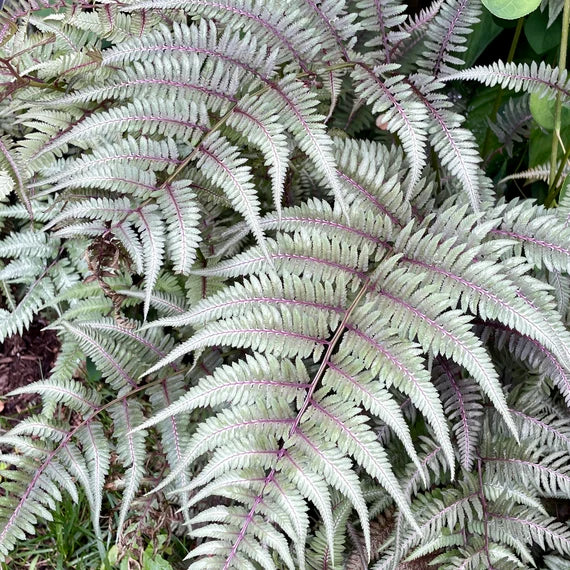 Fern Grey Plant Seeds for Planting 100 pcs