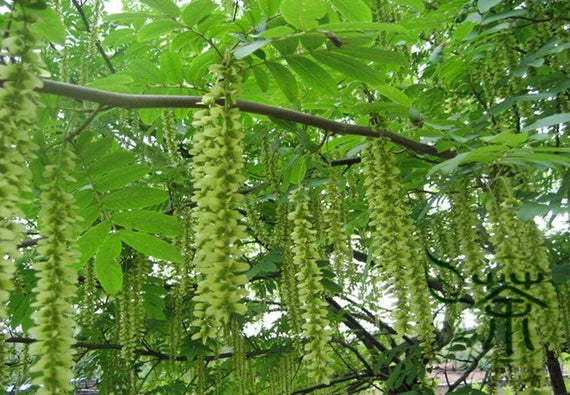 Pterocarya Stenoptera Plantefrø til udplantning - 100 stk