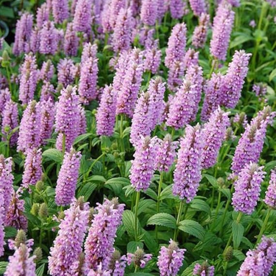 Nepeta Parnassica Plant Seeds for Planting 100 pcs