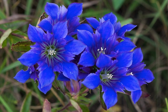 Blå Gentiana blomsterfrø til plantning - 100 stk