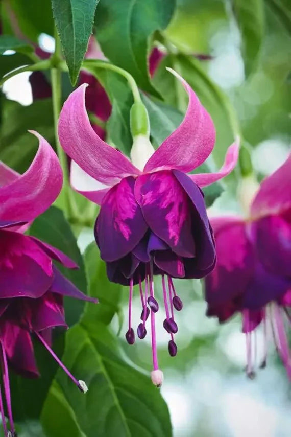 Sort Pink Fuchsia Hybrida Blomsterfrø - 100 stk