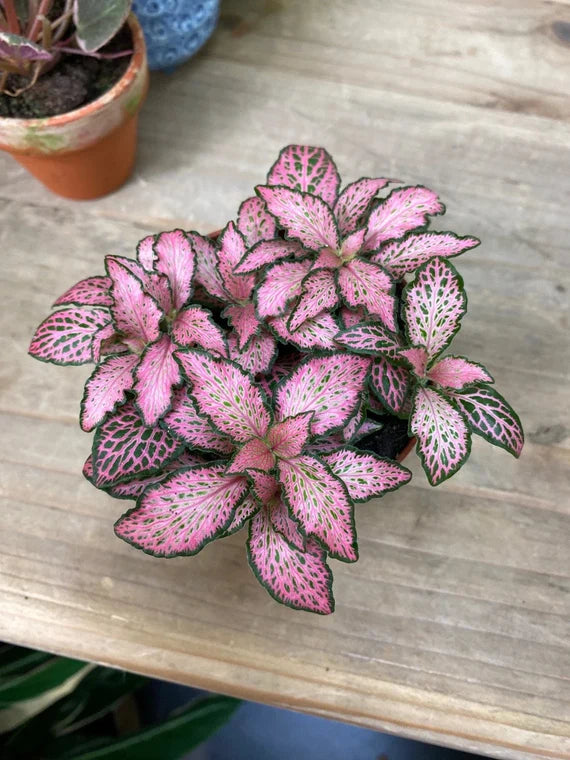 Fittonia Verschaffeltii Green Pink Plant Seeds for Planting 100 pcs