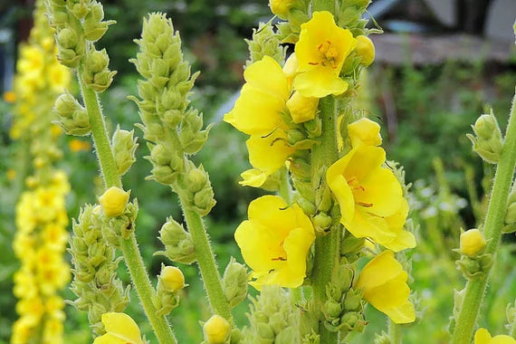 Yellow Verbascum Thapsus Flower Seeds - 100 pcs