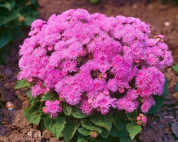 Ageratum Ball Pink Flower Seeds for Planting – Heirloom, Non-GMO, High Germination Organic Garden Seeds