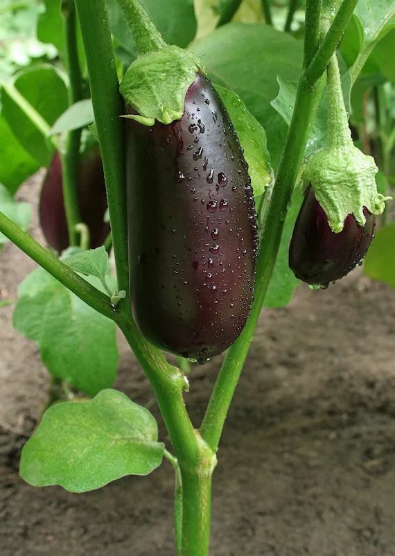 Aubergine eller Aubergine De Barbentane grøntsagsfrø til plantning