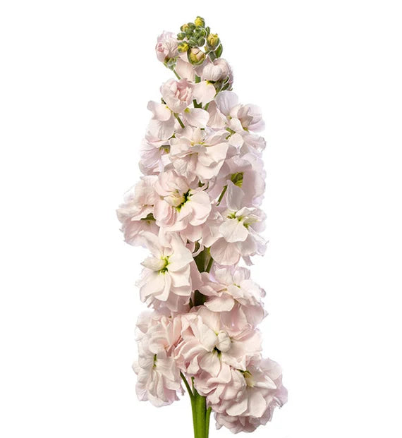 Green Matthiola Incana Flower Seeds - 100 pcs