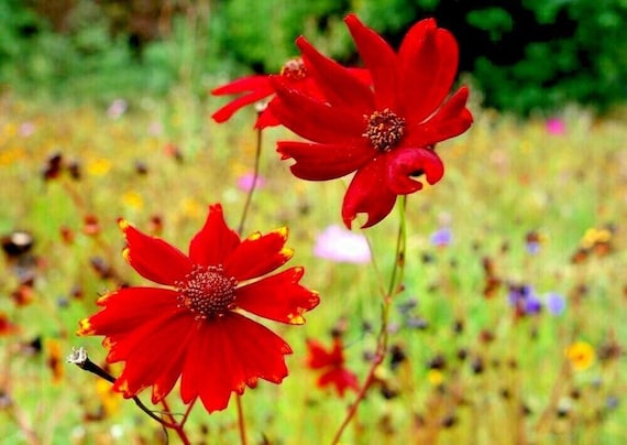 Red Coreopsis Flower Seeds for Planting - 100 pcs