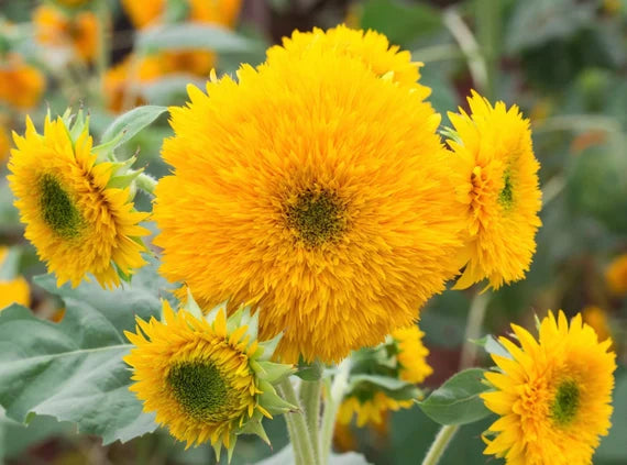 Dværg solsikke blomsterfrø til plantning