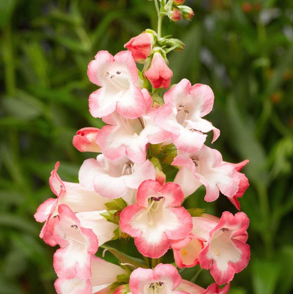 Pink Penstemon blomsterfrø til plantning - 100 stk