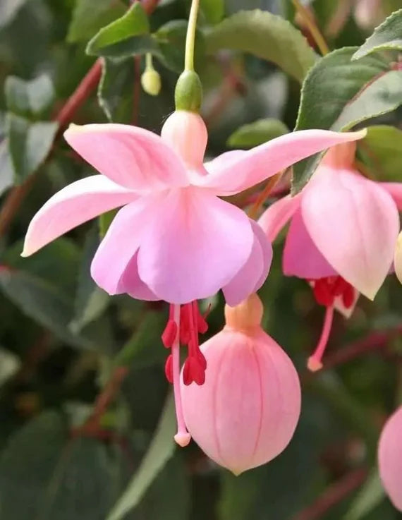 Light Pink Fuchsia Hybrida Flower Seeds - 100 pcs