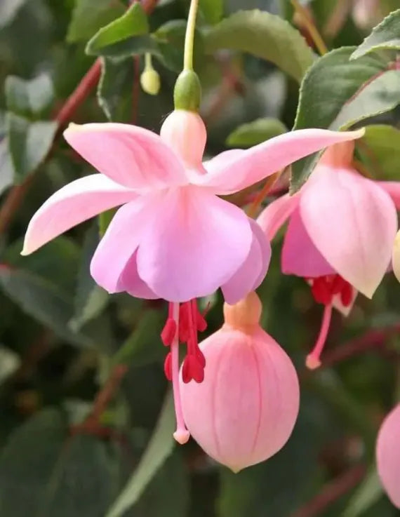 Fuchsia Flower Seeds for Planting Pale Pink 100 pcs