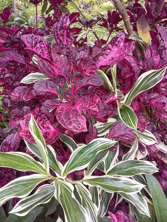 purple iresine flower seeds