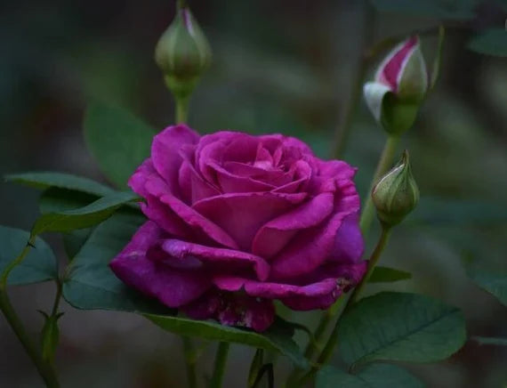 Rosenblomstfrø til udplantning - Lilla 100 stk