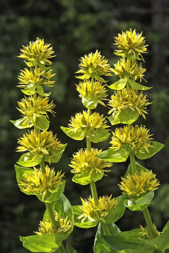 Yellow Gentian Flower Seeds for Planting - 100 pcs