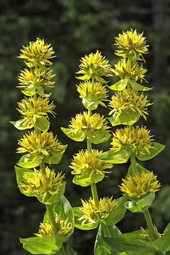 yellow gentian flower seeds