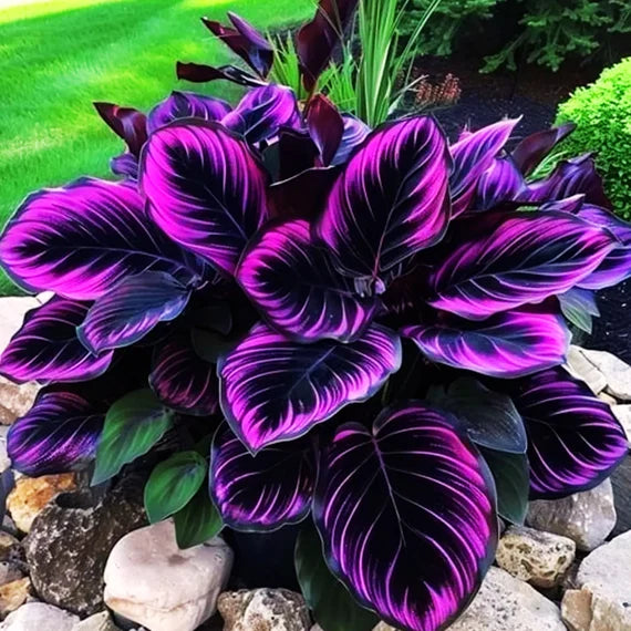 Purple Calathea Warscewiczii Flower Seeds – Heirloom Non-GMO Seeds for Planting & Organic Garden