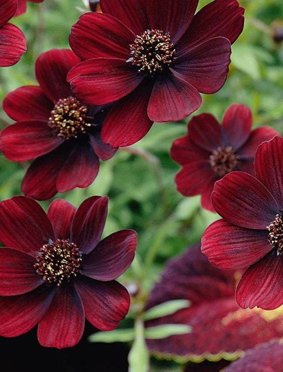 black cosmos flower seeds