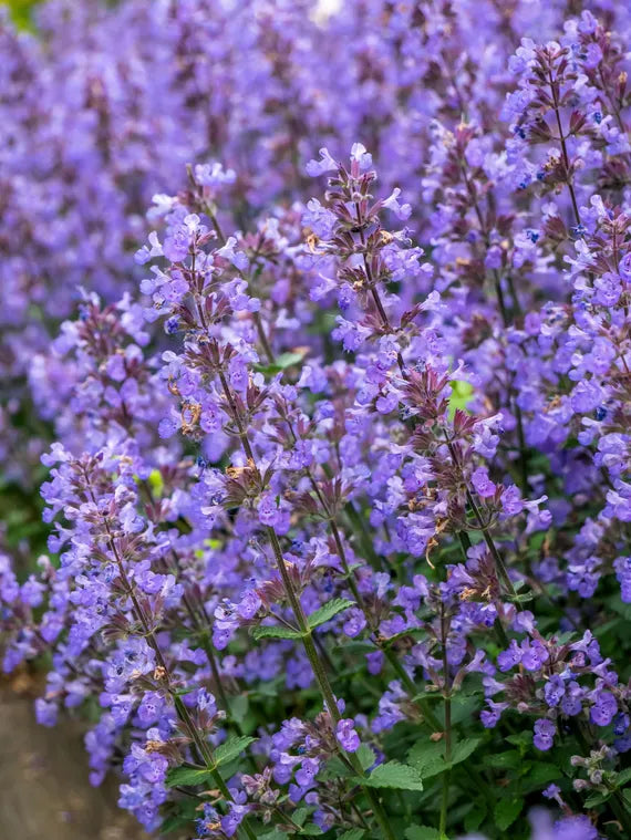 Persian Catmint (Nepeta mussinii) Plant Seeds for Herbal Use and Garden Growth