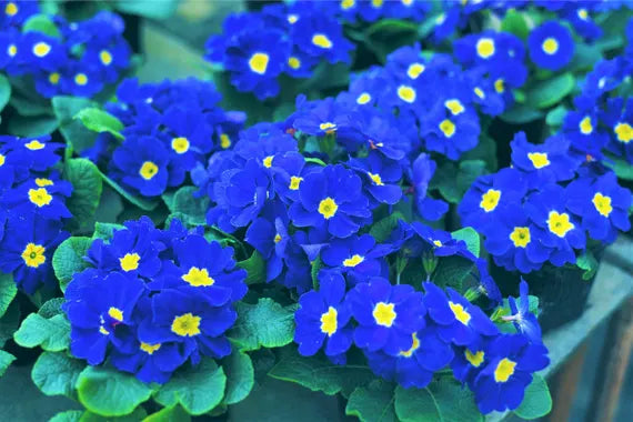 Blue Primrose Flower Seeds for Planting – Heirloom, Non-GMO, High Germination Garden Seeds 50 pcs