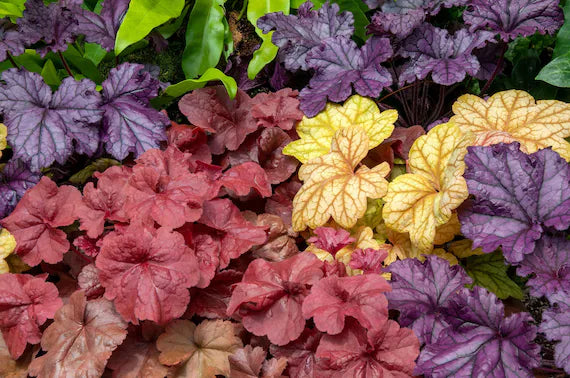 Mixed Heuchera Coral Flower Seeds for Planting – Heirloom Non-GMO Vibrant Garden Blooms