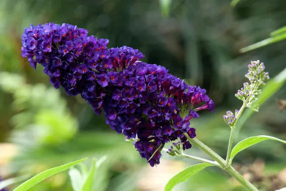 purple buddleja flower seeds