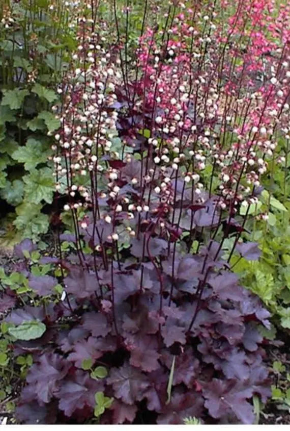 Lilla Coral Bell Plantefrø til udplantning - 100 stk