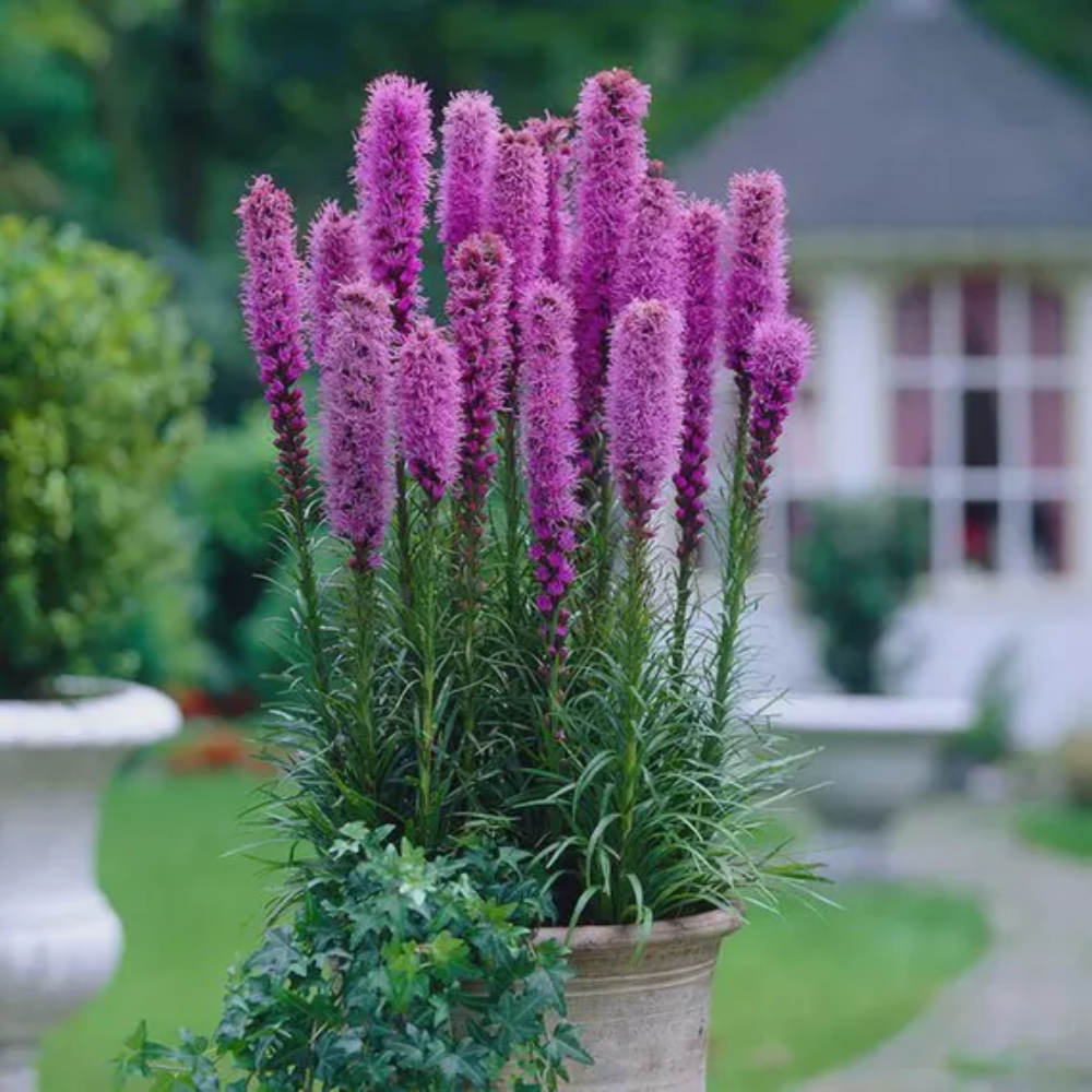 pink organic flower seeds