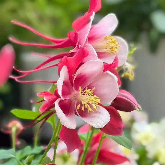 red aquilegia flower seeds