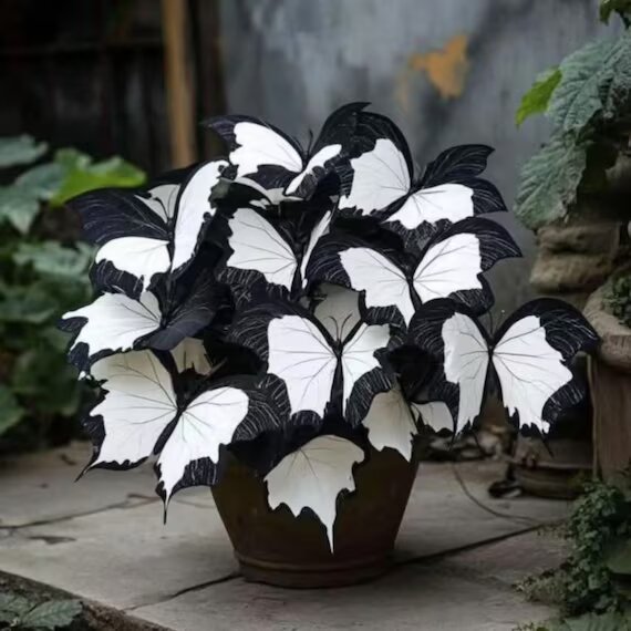 Moonlight Butterfly Begonia Flower – Black &amp; White Seeds for Planting | Heirloom Non-GMO High Germination Organic Garden Seeds