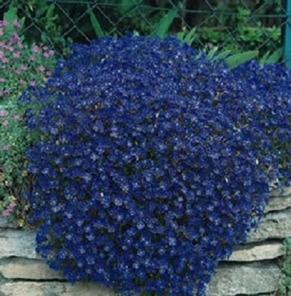 Dark Blue Aubrieta Flower Seeds for Planting - 100 pcs